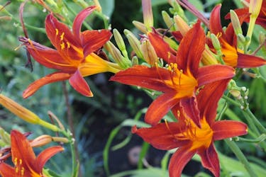 anlæg staudebed daglilje anlæg staudebed daglilje